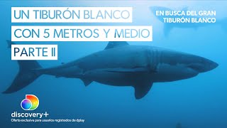 Este podría ser el tiburon blanco más grande del mundo  Parte II  En busca del gran tiburón blanco [upl. by Yrehc]