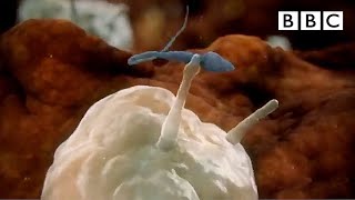 Sperm attacked by womans immune system  Inside the Human Body  BBC [upl. by Esilehs674]