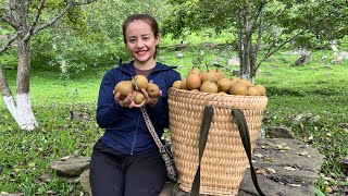 Harvest stone apple orchards stone pears to go to the market to sell [upl. by Nommad]