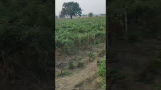 tamater tomato kissan kisan khetibadi india viralvideo tranding song music [upl. by Rendrag]