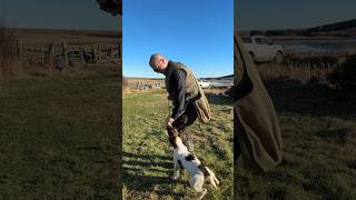 Heel Work Gundog Training Loose Lead Puppy Training dogtraining gundogtraining dog [upl. by Viddah]