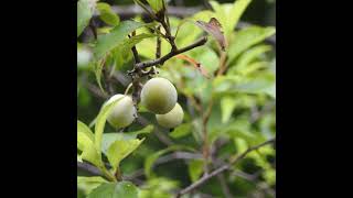 THE PLUM TREE [upl. by Tadich]