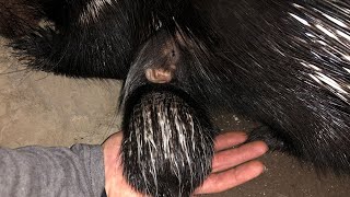 Baby Porcupine Newborn to 1 Week Old [upl. by Klinges]