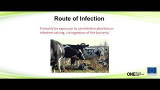 Brucellosis 1 Epidemiology Pathogenesis and Clinical Signs [upl. by Ahtnicaj532]