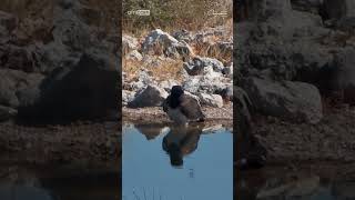 Martial Eagle Bathing [upl. by Akemej315]