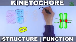 Kinetochore  Structure and Function [upl. by Sirahc996]