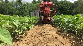 TroyBilt Horse Tiller Hilling Potatoes amp Garden Update Did the Bare Root Apple Trees Survive [upl. by Nodroj]