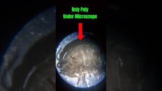 Roly Poly Under Microscope microscopicmicroscopebugsrolypolypillbugsowbugnaturebiologybug [upl. by Enilekaj]