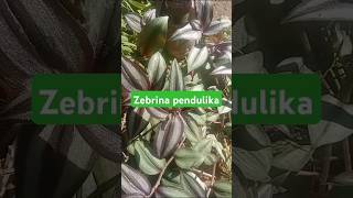 Zebrina Pendulika  Show Plant  Blue Colour Show Plant  Motivational Quotes  plants zebrina [upl. by Ardnosak245]