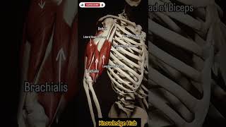 anatomy humananatomy armusclesmbbsmotivation facts [upl. by Osnohpla]