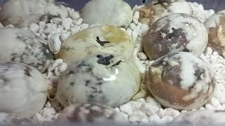 Corn Snake Eggs Hatching [upl. by Arotahs]