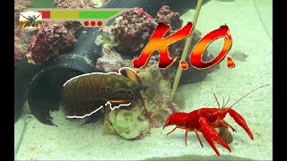 Giant Mantis Shrimp VS Invasive Red Lobster  Catch amp Feed [upl. by Pentheas]