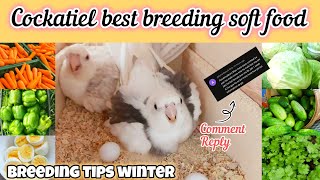 5 day Challenge  Cockatiel best food for breeding  Cockatiel bird Breeding tips [upl. by Sillsby399]