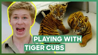 Robert Irwin Plays With Three Tiger Cubs  Crikey Its The Irwins [upl. by Stalder]