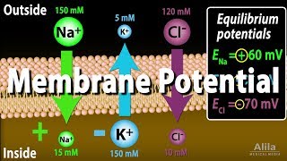 Membrane Potential Equilibrium Potential and Resting Potential Animation [upl. by Allehs]