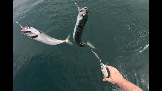 Eastmans Fishing Mack Attack 2024 fishing fish mackerel [upl. by Supen100]