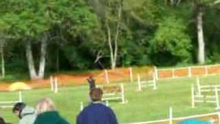 NADAC Agility Novice Jumpers [upl. by Verene]