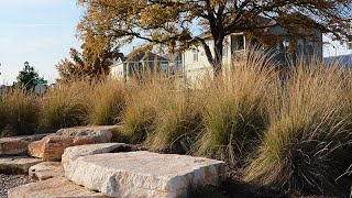 Drought Tolerant What Does That Mean  Daphne Richards  Central Texas Gardener [upl. by Aenyl174]