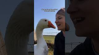 Goose Thinks Shes His Wife ❤️  The Dodo [upl. by Letta]