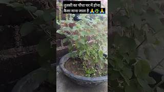 Tulsi ka paudha ghar me hona kaisa mana jata haitrending minivideo shortvideo [upl. by Haim]