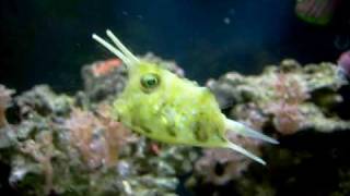 Lactoria cornuta  Long Horned Cowfish  2 [upl. by Jeremias]