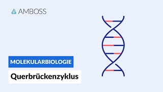 Querbrückenzyklus  Biochemie  Physiologie  AMBOSS Video [upl. by Muhcan165]