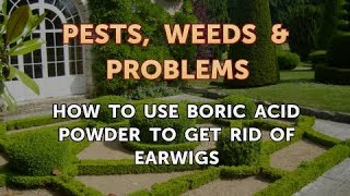 How to Use Boric Acid Powder to Get Rid of Earwigs [upl. by Haeluj]