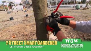 Healing a Tree Wound  The Street Smart Gardener [upl. by Boj]