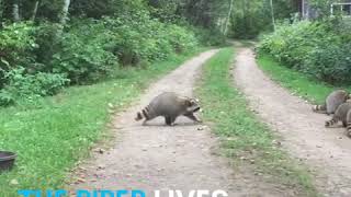 This man summons raccoons to him with a flute [upl. by Amaerd]