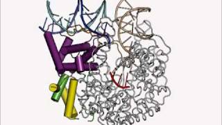 T7 RNA Polymerase PromoterBinding Domain Changes during Early Transcription [upl. by Lavinia]