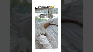 out of contexts cats and dogs part 57 funny funnypets pets cat dog petvideos animals kitten [upl. by Three]