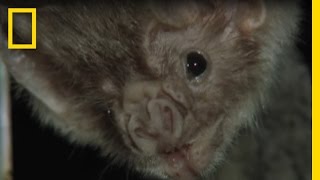 Vampire Bats Biting People  National Geographic [upl. by Maccarone329]