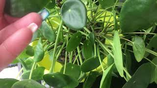 Pilea peperomioides watering guide [upl. by Girardo]