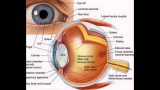 Diagram Of The Eyeball [upl. by Nottirb]