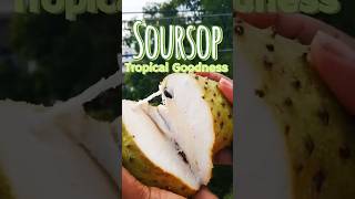 Soursop  The Tropical Goodness that Melts in Your Mouth [upl. by Matthus892]