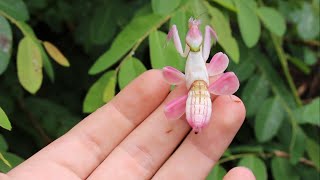 Wild Orchid Mantis from Thailand [upl. by Carmelina]