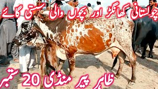 Cholistani Cow  Sahiwal Cow  Dajili Cow  Zahir Pir Cow Mandi  Mandi Star [upl. by Htebirol625]