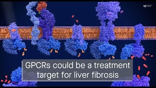 GPCR proteins regulate the fibrosis promoting protein IRF3 in liver cells [upl. by Abigael736]