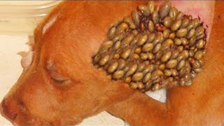 The most horrible parasites affecting animals and people [upl. by Aimac]