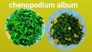 Chenopodium album recipeEasy and tasty chenopodium album recipeबेथुको साग पकाउने सजिलो तरीका [upl. by Aynotan954]