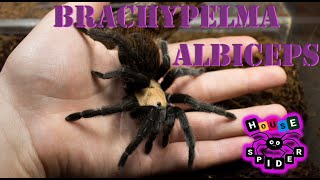 Паук птицеед Brachypelma albiceps содержание и уход [upl. by Ellehsram]