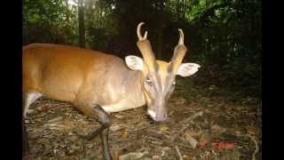 WWFMalaysia Camera Trap Photos from Wildlife Monitoring Unit WMU [upl. by Lahcar853]