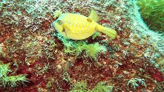 【睡眠用・映像記録】ウツボと案外仲いいハコフグの食事風景をずっと見る Watching the boxfish surprisingly good friends with moray eels [upl. by Ahsiuqat]