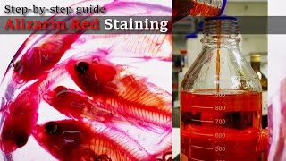 01R Bleaching to Staining Alizarin Red Staining Stepbystep guide 2023 1130 01 RedA [upl. by Stillmann]