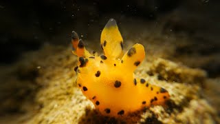 5 Amazing Nudibranch Fun Facts You Need to Know [upl. by Kella]