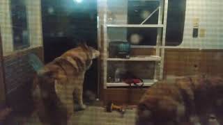 A PACK OF WOLVES BROKE INTO MY NEW TRAILER [upl. by Apps851]