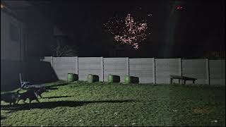 Fireworks vs workline german shepherd dogs [upl. by Esinad]