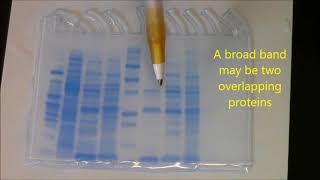 Beta lactamase purification Analysis with SDS PAGE [upl. by Serdna]