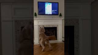 Tessie barking at Tessie on the TV [upl. by Orlosky823]