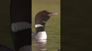 Common loons are calling birds commonloon wildlife nature animal [upl. by Ahsekal]